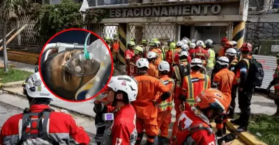 Rescatan a guardia que estuvo 8 d�as tras sismos en Venezuela