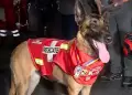 Kayra, can del Grupo USAR regresa al Per� tras destacar en rescate de sobreviviente en Venezuela