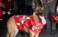 Kayra, can del Grupo USAR regresa al Perú tras destacar en rescate de sobreviviente en Venezuela