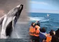 Ballenas jorobadas llegan al norte del Per�: Zorritos abre la temporada de avistamiento, la m�s esperada del a�o