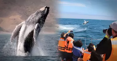 Avistamiento de ballenas