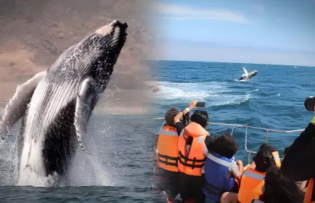 Avistamiento de ballenas
