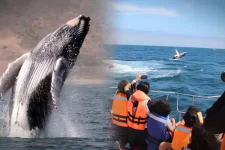 Avistamiento de ballenas