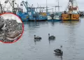 Ica: Pel�canos y gaviotas pierden la vida ante escasez de recursos marinos en playas del distrito de San Andr�s