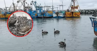 Pel�canos y gaviotas mueren ante escasez de recursos marinos en Pisco