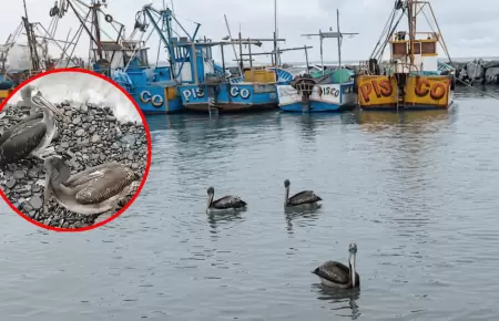 Pel�canos y gaviotas mueren ante escasez de recursos marinos en Pisco