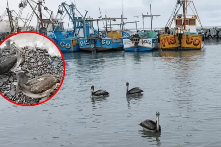 Pel�canos y gaviotas mueren ante escasez de recursos marinos en Pisco
