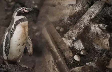 Fen�meno de El Ni�o acelera la desaparici�n del ping�ino de Humboldt