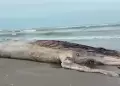 Lambayeque: Una ballena jorobada de 12 metros fue hallada muerta en playa de San Jos�