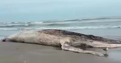 Varamiento de ballena jorobada en Lambayeque agrava preocupaci�n.