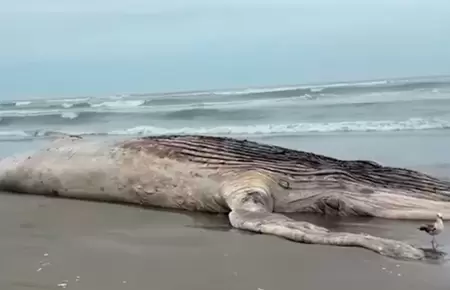 Varamiento de ballena jorobada en Lambayeque agrava preocupaci�n.