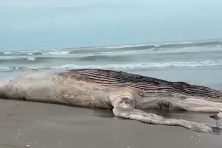 Varamiento de ballena jorobada en Lambayeque agrava preocupaci�n.