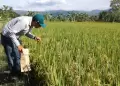 �Se viene otro paro nacional? productores de arroz convocar�n a un paro nacional si el Gobierno no responde
