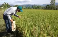 Fenómeno El Niño amenaza cosechas de arroz: productores advierten pérdidas de hasta el 30 %