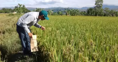 Fen�meno El Ni�o amenaza cosechas de arroz