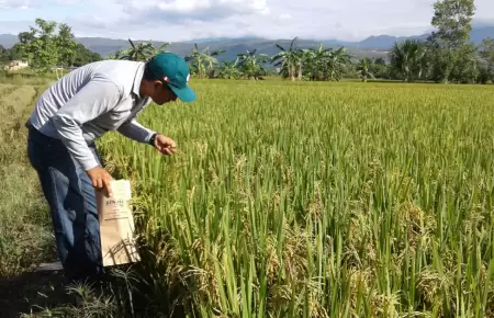 Productores de arroz convocar�n a un paro nacional