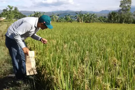 Productores de arroz convocar�n a un paro nacional
