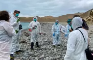 MIDAGRI activa plan de EMERGENCIA para proteger la fauna marina ante el AVANCE de El Niño Costero