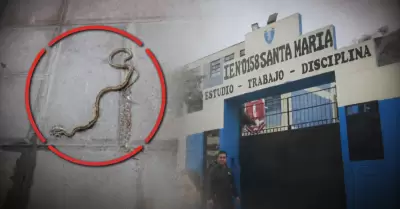 Padres denuncian presencia de culebras en colegio de SJL