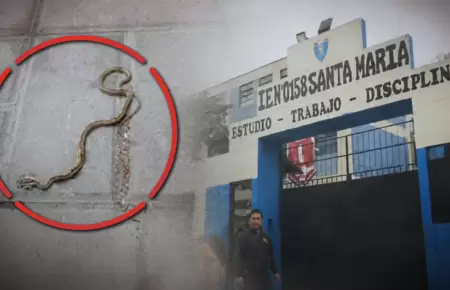 Padres denuncian presencia de culebras en colegio de SJL