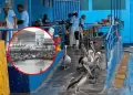 Alerta en Chimbote: Disminuye la aparici�n de aves marinas por falta de pescado en aproximadamente 30%