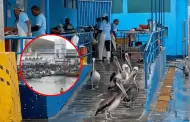 Alerta en Chimbote: Disminuye la aparición de aves marinas por falta de pescado en aproximadamente 30%
