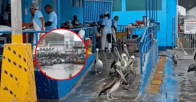Disminuye la aparici�n de aves marinas por falta de pescado en Chimbote