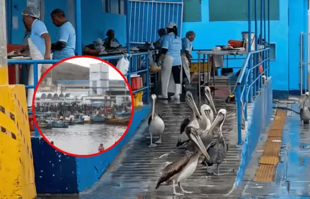 Disminuye la aparici�n de aves marinas por falta de pescado en Chimbote