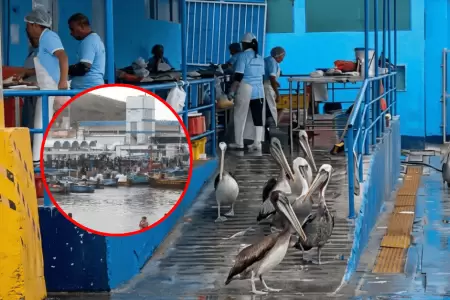 Disminuye la aparici�n de aves marinas por falta de pescado en Chimbote