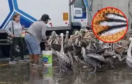 Chimbotanos se unen en solidaridad para alimentar pelícanos ante la escasez de anchoveta
