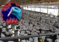 Peligro en la producci�n av�cola: SENASA declara emergencia sanitaria por brote de influenza aviar H5N1