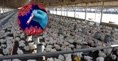 Autoridad sanitaria advierte riesgos a la salud en la producci�n aviar.