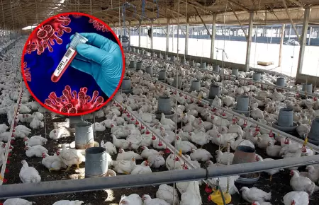 Autoridad sanitaria advierte riesgos a la salud en la producci�n aviar.