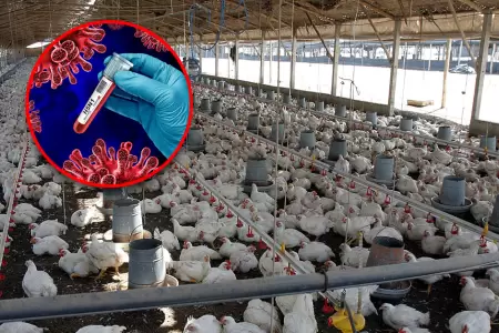 Autoridad sanitaria advierte riesgos a la salud en la producci�n aviar.