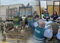 Creciente mortandad de pel�canos en Chimbote: Autoridades conforman mesa t�cnica de emergencia para afrontarla