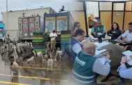 Creciente mortandad de pel�canos en Chimbote: Autoridades conforman mesa t�cnica de emergencia para afrontarla