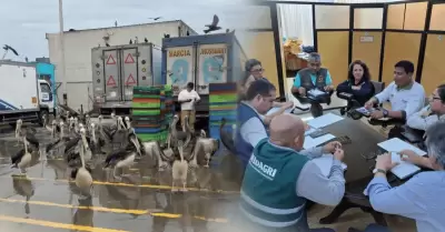 Creciente mortandad de pel�canos y otras aves marinas en Chimbote