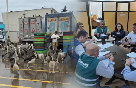 Creciente mortandad de pel�canos y otras aves marinas en Chimbote