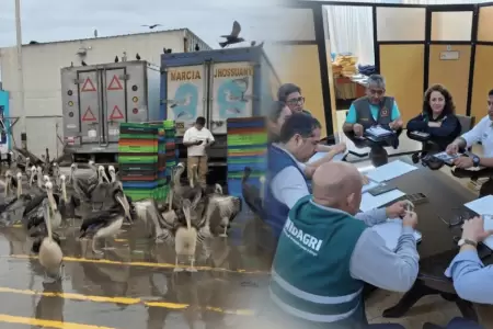 Creciente mortandad de pel�canos y otras aves marinas en Chimbote