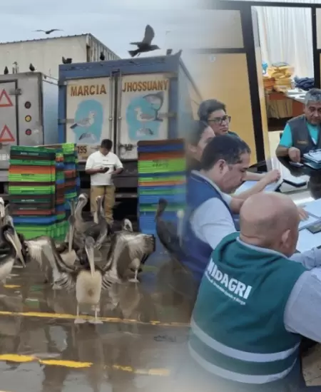Creciente mortandad de pel�canos y otras aves marinas en Chimbote