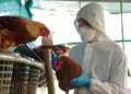 Influenza aviar: Senasa descarta riesgos por consumo de pollo, huevos y similares tras declarar emergencia sanitaria