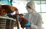 Influenza aviar: Senasa descarta riesgos por consumo de pollo, huevos y similares tras declarar emergencia sanitaria