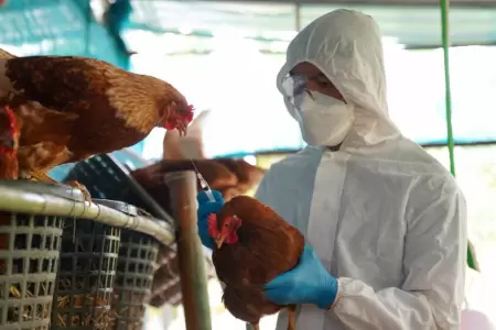 Mario Bonifaz, m�dico veterinario y director del SENASA, se refiri� a la influen