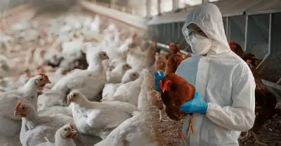 Experto descarta epidemia por influenza aviar tras emergencia sanitaria