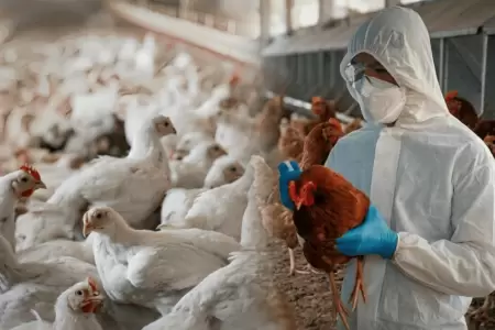 Experto descarta epidemia por influenza aviar tras emergencia sanitaria