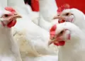 Consumo de pollo no implica un riesgo, se�ala C�sar Munayco: "No hay ning�n problema"