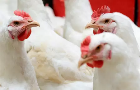 Influenza aviar no afectar�a a los pollos.