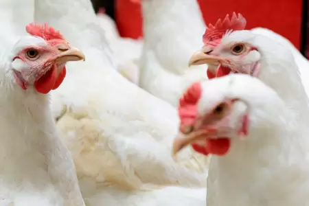 Influenza aviar no afectar�a a los pollos.