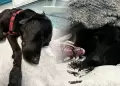 Perro fue rescatado en altas monta�as tras haber consumido sustancias il�citas accidentalmente