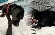 Perro fue rescatado en altas montañas tras haber consumido sustancias ilícitas accidentalmente